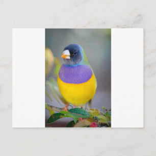 Colourful Bird Postcard