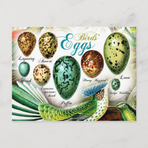 Colourful Birds' Eggs Postcard