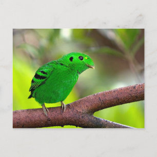 Colourful Birds Postcard