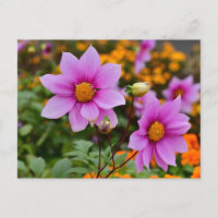 Colourful Blooming Dahlia Flowers