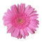 Colourful Bright Pink Gerber Daisy Sticker
