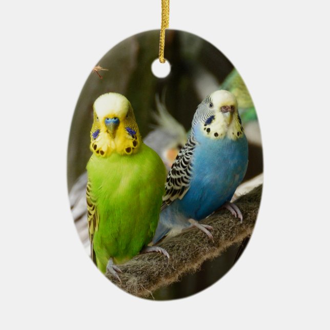 Colourful Budgie Bird Ceramic Tree Decoration (Front)