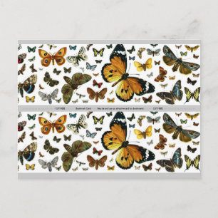 Colourful Butterflies Antiquarian Image Bookmark Postcard