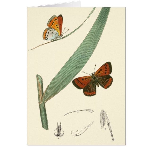 Colourful Butterflies Fluttering Around a Leaf (Front)