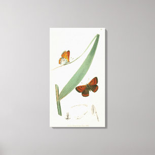 Colourful Butterflies Fluttering Around a Leaf Canvas Print
