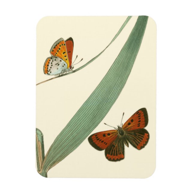 Colourful Butterflies Fluttering Around a Leaf Magnet (Vertical)