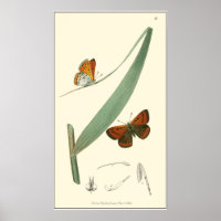 Colourful Butterflies Fluttering Around a Leaf