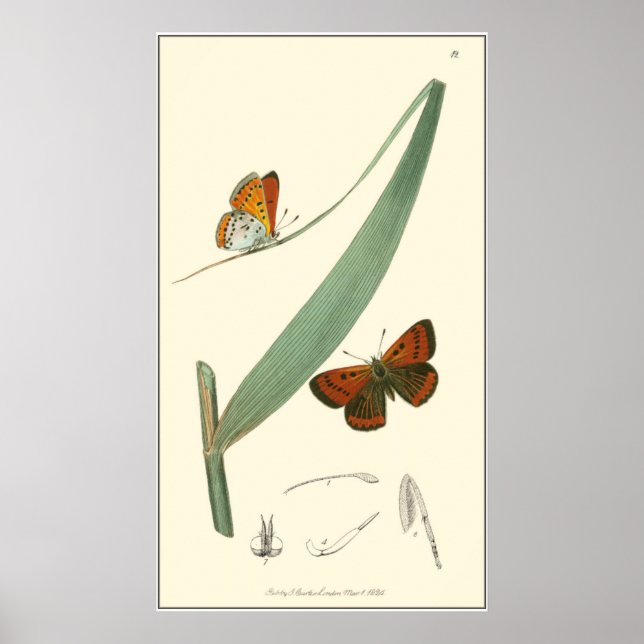 Colourful Butterflies Fluttering Around a Leaf Poster (Front)
