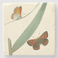 Colourful Butterflies Fluttering Around a Leaf