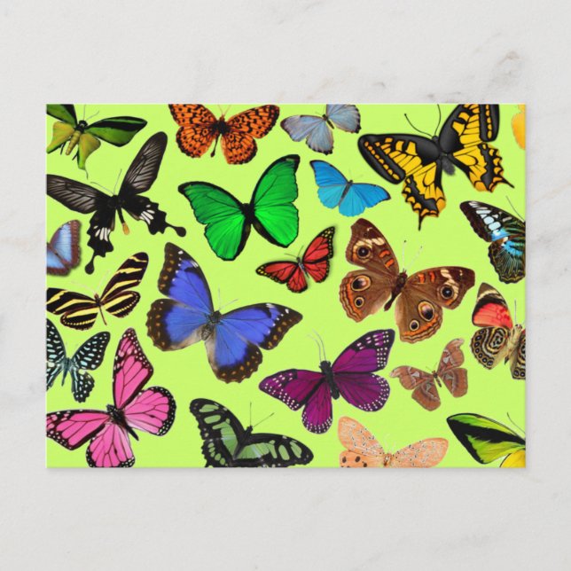 Colourful Butterflies Postcard (Front)