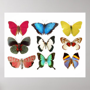 Colourful Butterflies Poster Print