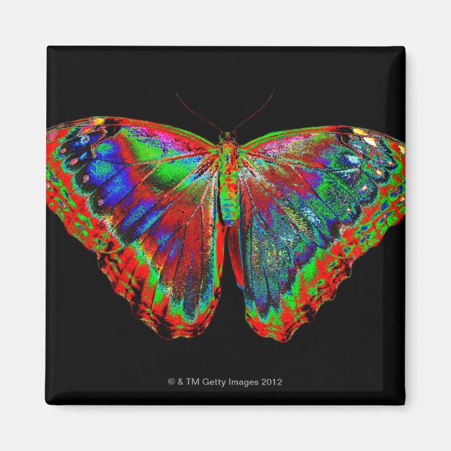 Colourful Butterfly design against black backdrop Magnet (Front)