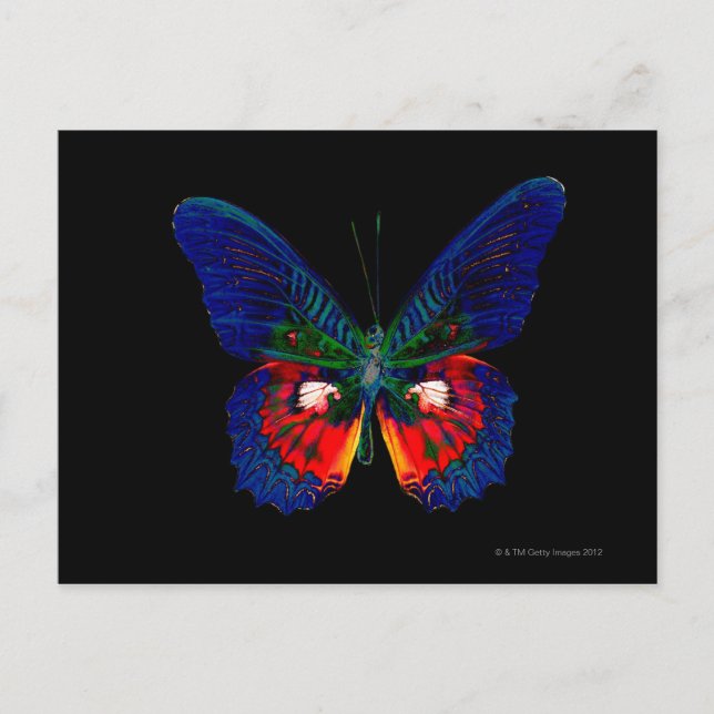 Colourful Butterfly design against black backdrop  Postcard (Front)