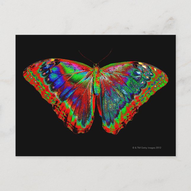 Colourful Butterfly design against black backdrop Postcard (Front)