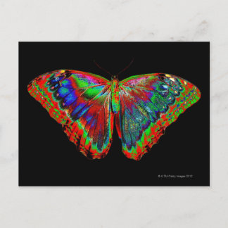 Colourful Butterfly design against black backdrop Postcard
