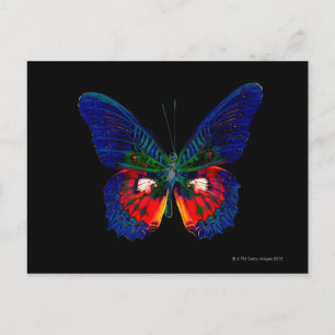 Colourful Butterfly design against black backdrop Postcard