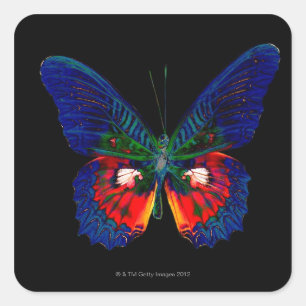 Colourful Butterfly design against black backdrop  Square Sticker