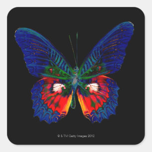 Colourful Butterfly design against black backdrop Square Sticker