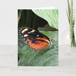 Colourful Butterfly Greeting  Card