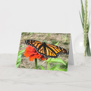 Colourful Butterfly Greeting  Card