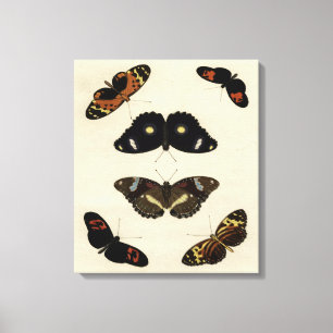 Colourful Butterfly Medley on Cream Background Canvas Print