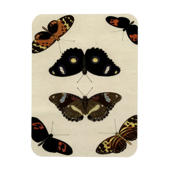 Colourful Butterfly Medley on Cream Background Magnet (Vertical)