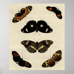 Colourful Butterfly Medley on Cream Background Poster