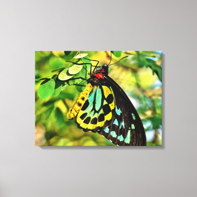 Colourful Butterfly On Canvas (Front)
