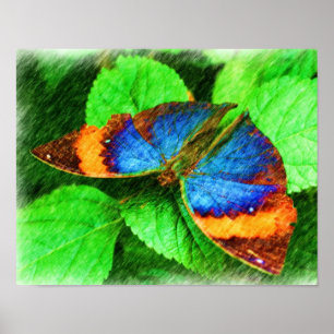 Colourful Butterfly Pencil Nature Art  Poster