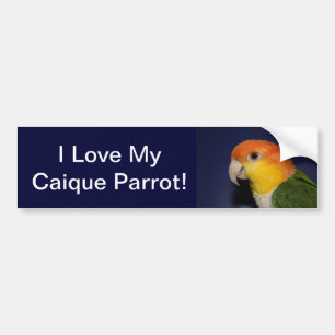 Colourful Caique Parrot Bumper Sticker
