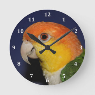 Colourful Caique Parrot Round Clock
