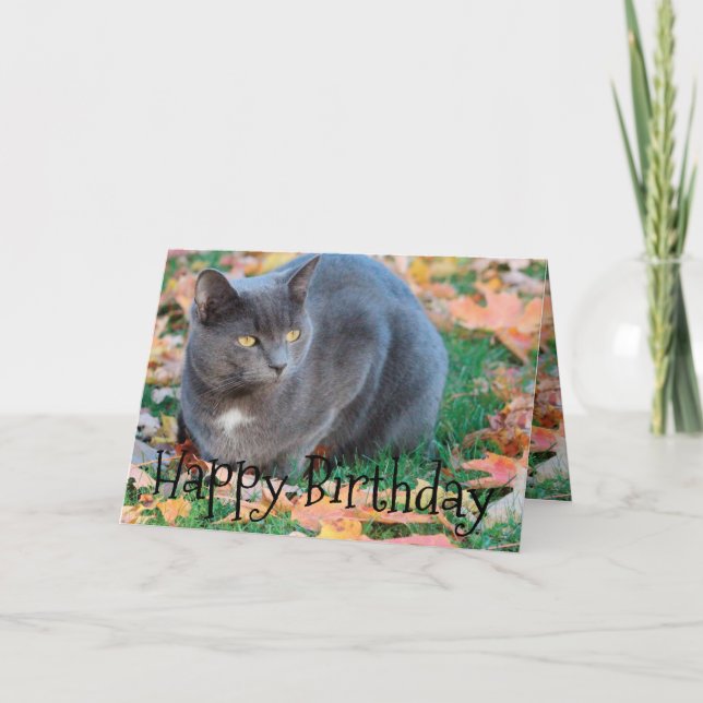 Colourful Cat Card (Front)