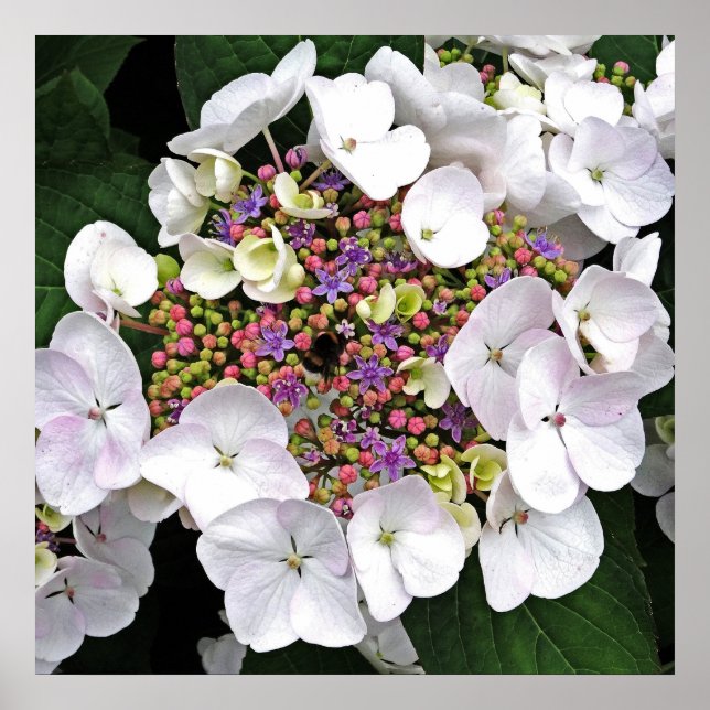 Colourful Centre White Lacecap Hydrangea Poster (Front)