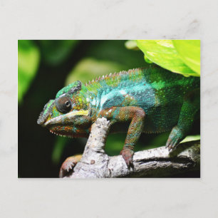 Colourful chameleon postcard