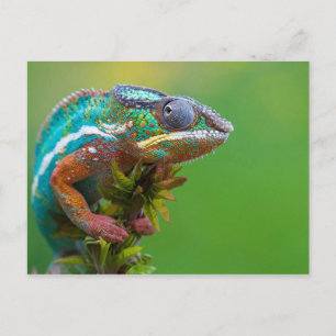 Colourful Chameleon Postcard
