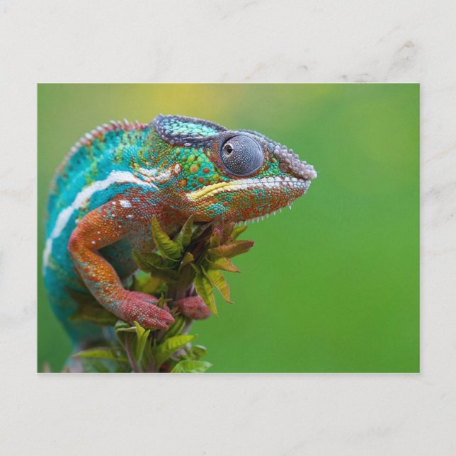 Colourful Chameleon Postcard (Front)