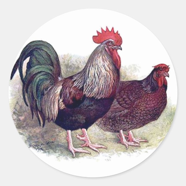 Colourful Chicken Stickers (Front)