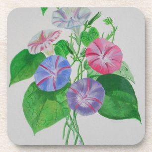 Colourful Climbing Morning Glory Botanical Art Coaster