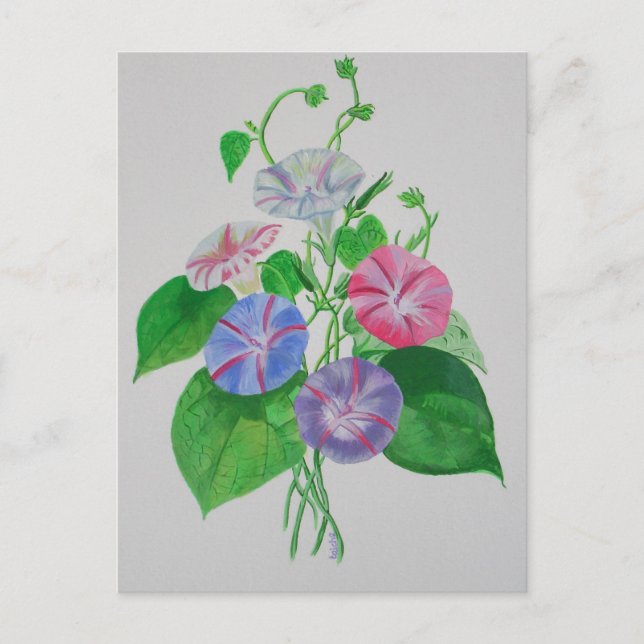 Colourful Climbing Morning Glory Botanical Art Postcard (Front)