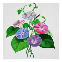 Colourful Climbing Morning Glory Botanical Art