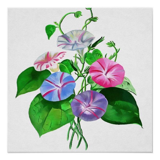 Colourful Climbing Morning Glory Botanical Art Poster (Front)