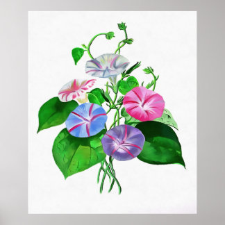 Colourful Climbing Morning Glory Botanical Art Poster