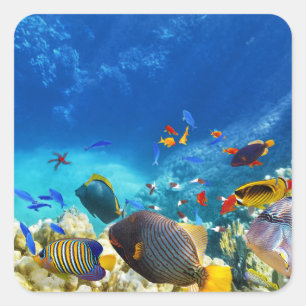 Colourful Clownfish Square Sticker