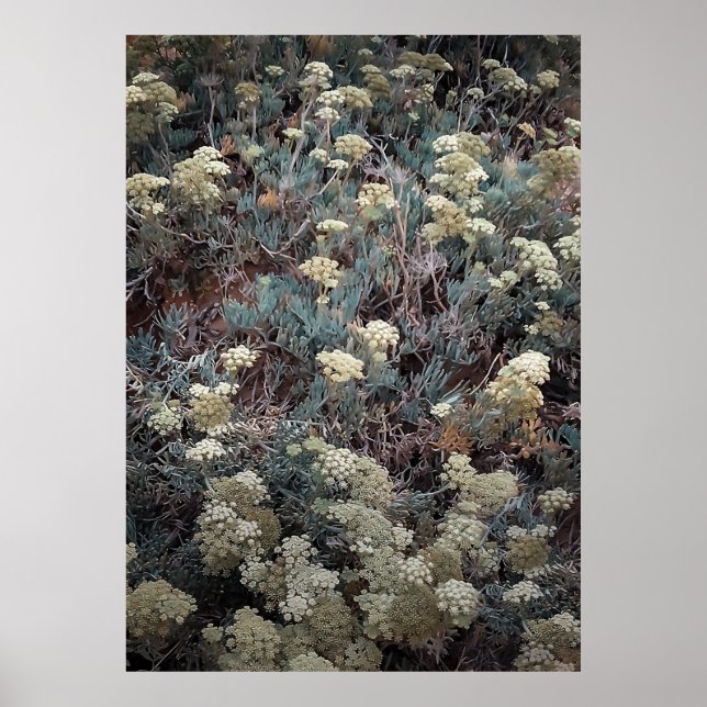 Colourful Coastal Shrub in Summer Poster (Front)