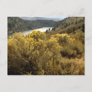 Colourful Colorado Canyon Brush Postcards