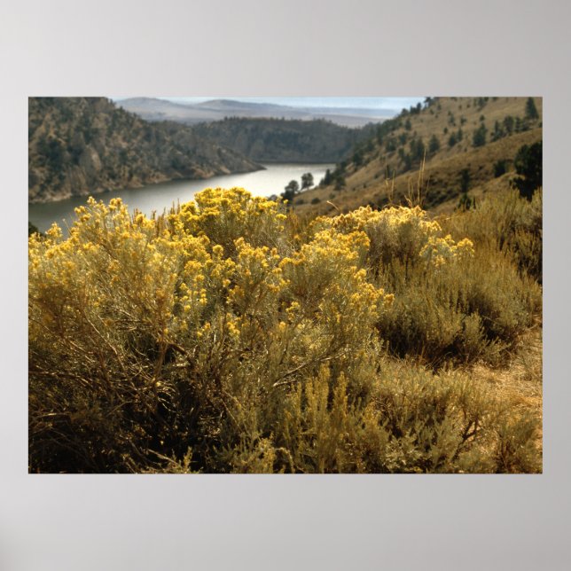 Colourful Colorado Canyon Brush Prints (Front)
