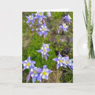 Colourful Columbine Flowers in Violet Blue Yellow Thank You Card