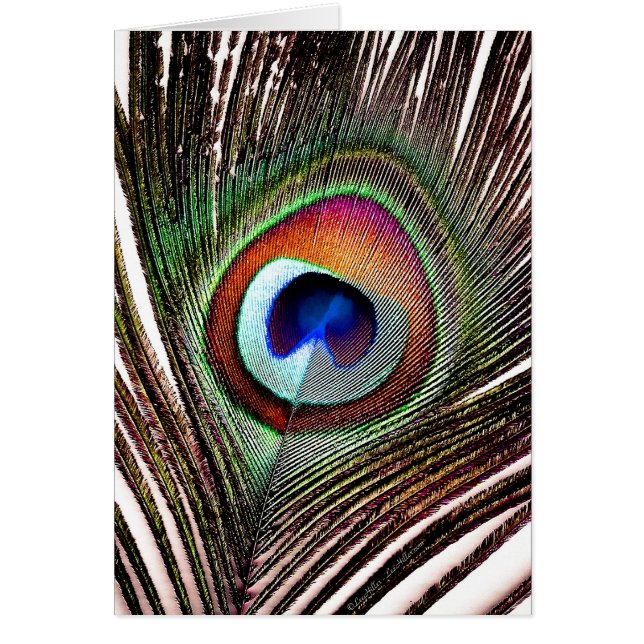 Colourful Copper Peacock Feather (Front)