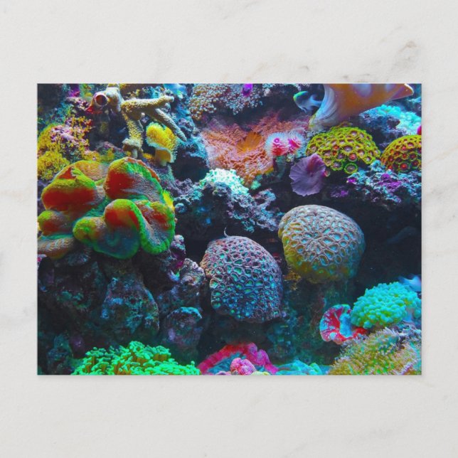 Colourful Coral Holiday Postcard (Front)