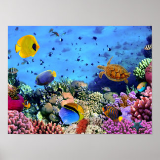 Colourful Coral Reef Critters Poster